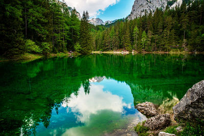 Scenic view of lake in forest