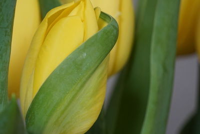 Close-up of yellow flowers