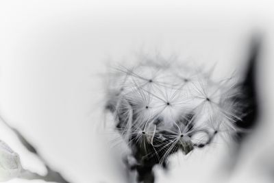 Close-up of plant against blurred background