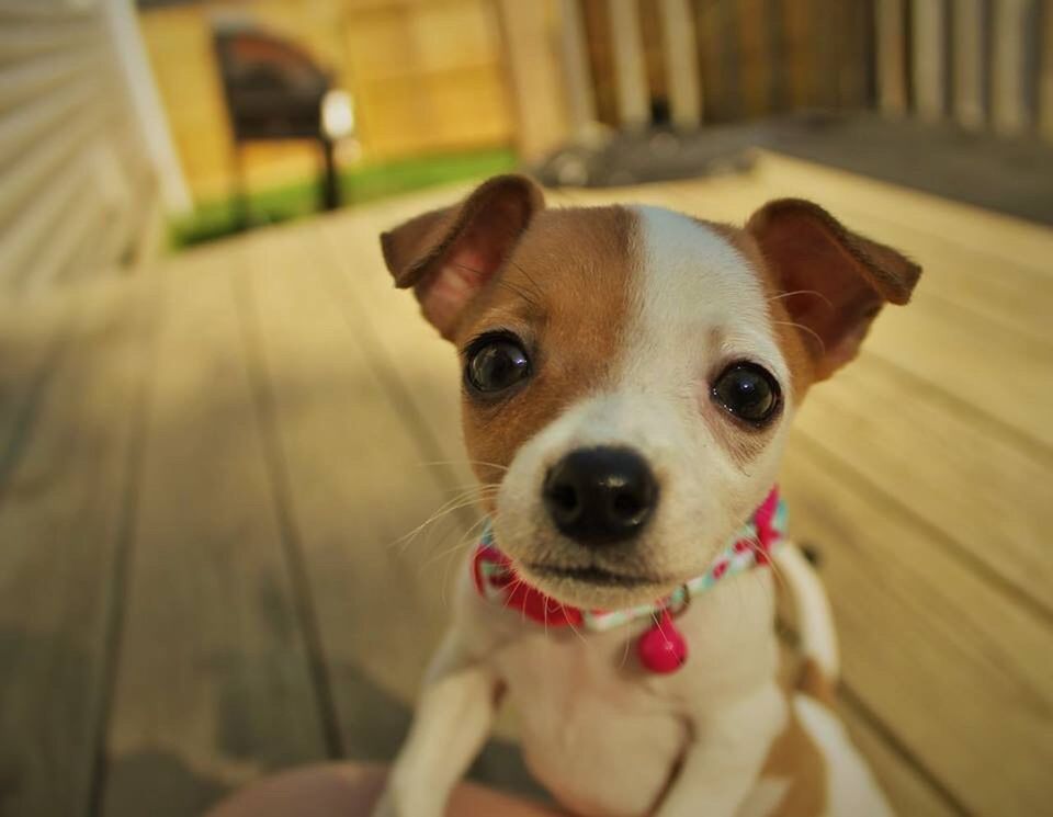 CLOSE-UP PORTRAIT OF PUPPY AT HOME