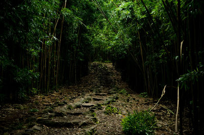 Trees in forest