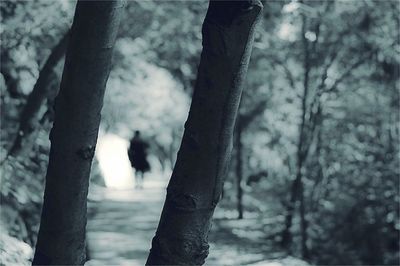 Close-up of tree trunk in forest