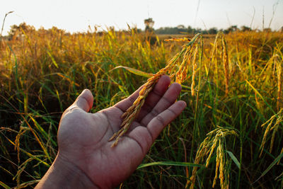 Close-up of hand holding plant on field