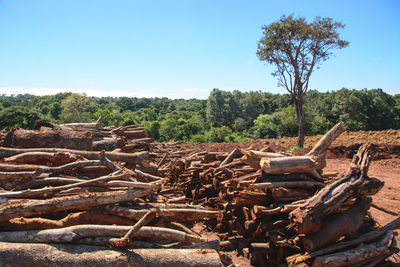 Stack of logs on field in forest against sky