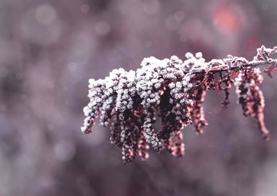 Close-up of frozen plant during winter