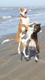 Dog on beach against sky