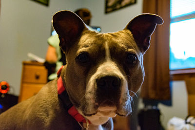 Close-up portrait of dog at home