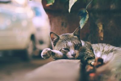 Close-up of cat resting