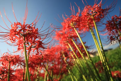 Low angle view of red flowering plants against sky