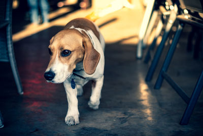 Portrait of dog looking away