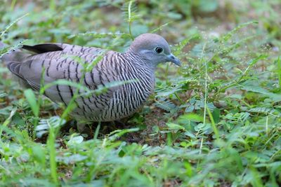 Side view of a bird on field