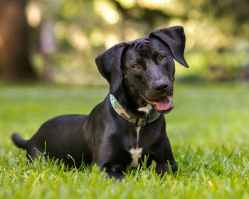 Close-up portrait of black dog