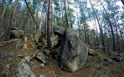 Trees in forest