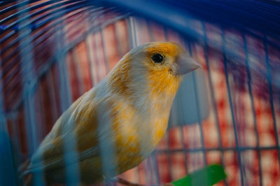 Close-up of parrot in cage