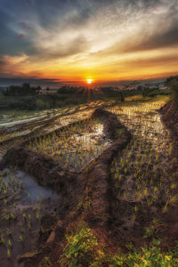 Scenic view of field against sky during sunset