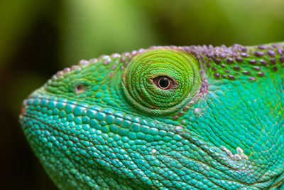 Close-up of lizard