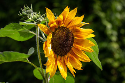 Close-up of sunflower