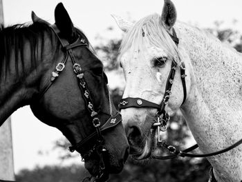 Close-up of two horses
