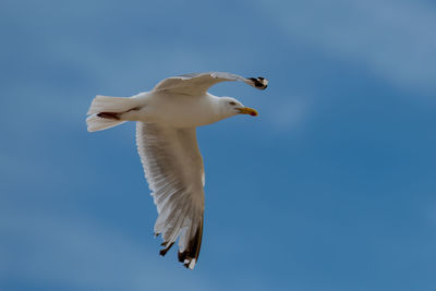 Low angle view of seagull flying