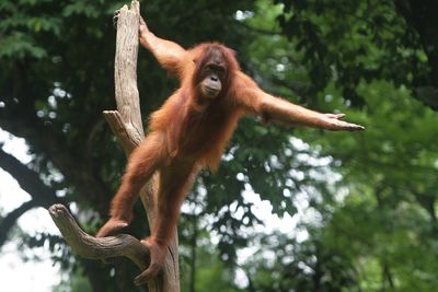 Low angle view of orangutan