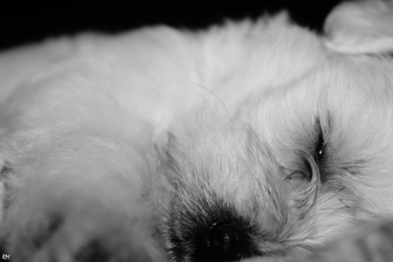 CLOSE-UP OF DOG AT HOME