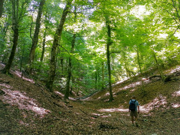 Rear view of people walking in forest