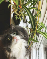 Portrait of cat sitting on potted plant