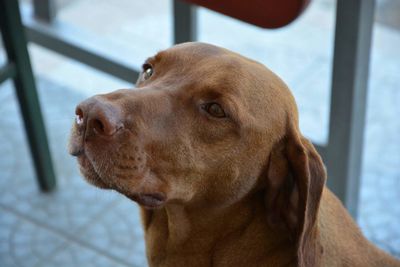 Close-up of dog sitting by railing