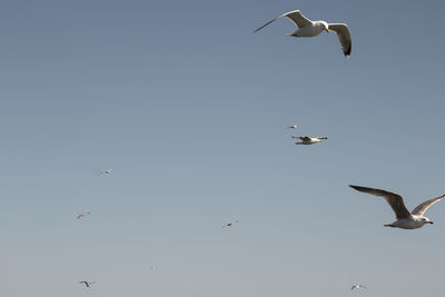 Low angle view of seagulls flying