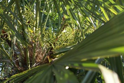 Close-up of green leaves on tree