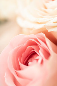 Close-up of pink rose