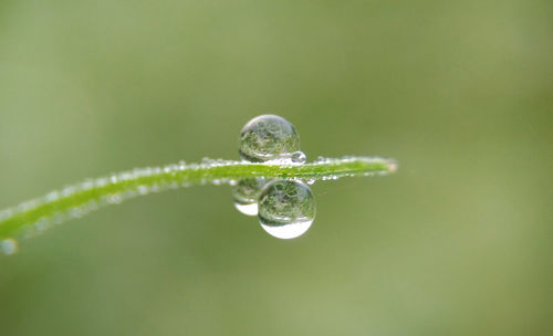 Close-up of water drop on grass