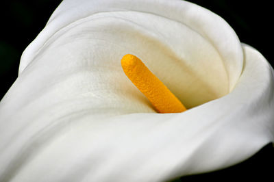 Close-up of white flower against black background