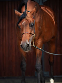 Portrait of horse in stable