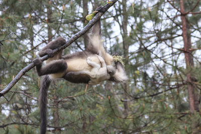 Low angle view of monkey on tree