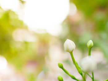 Close-up of fresh white flowers blooming outdoors