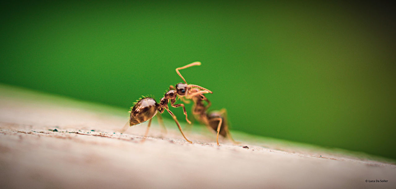 CLOSE-UP OF ANTS ON LEAF