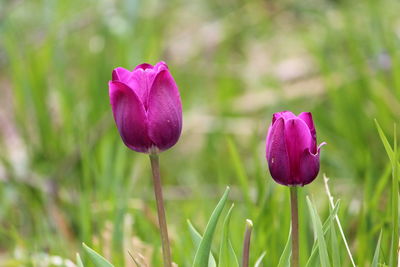 Close-up of pink crocus flower on field