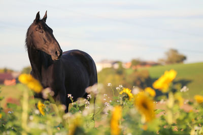Horse on a field