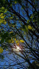Low angle view of yellow flower tree