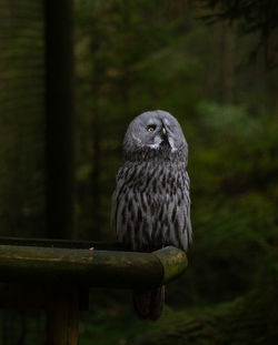 Close-up of owl perching on railing