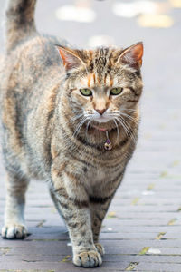 Close-up portrait of tabby cat on footpath