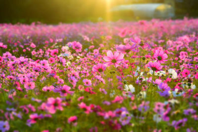 Cosmos flower garden