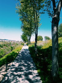 Narrow walkway along trees on field