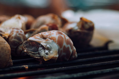 Close-up of crab on table