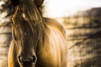 Close-up of horse