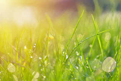 Close-up of fresh green grass in field