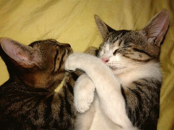 Close-up of cat sleeping on bed at home