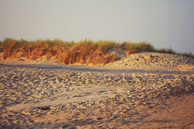 Scenic view of landscape against clear sky