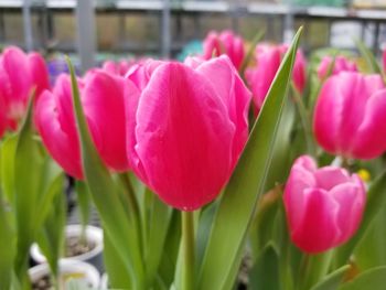 Close-up of pink tulips
